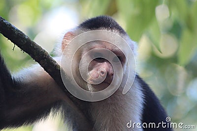 Capuchin monkey Stock Photo