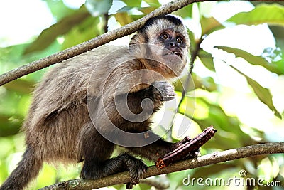 Capuchin monkey in the tree Stock Photo