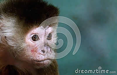 The capuchin monkeys are New World monkeys of the subfamily Cebinae. Stock Photo