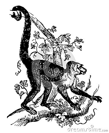 Capuchin Sapajou vintage illustration Vector Illustration
