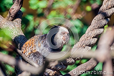 Capuchin sitting on a rope, tied on trees, and relaxing at the zoological park Stock Photo