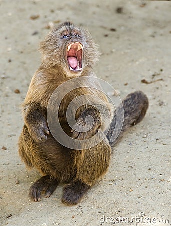 Capuchin Weeper Monkey Stock Photo