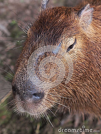 Capybara Stock Photo