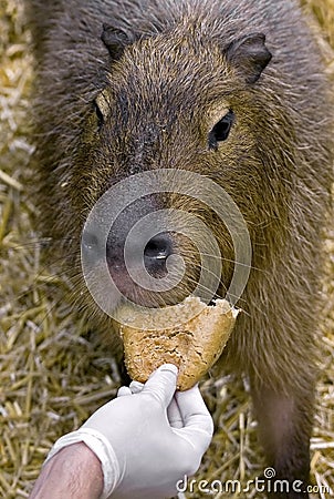 Capybara 6 Stock Photo