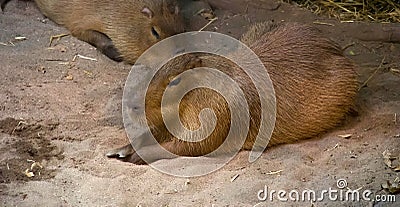 Capybara animal in Montreal Biodome Stock Photo