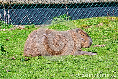 Capybara resting in the sun Stock Photo