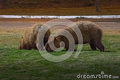 Capybara - Brasilia, Distrito Federal, Brazil Stock Photo