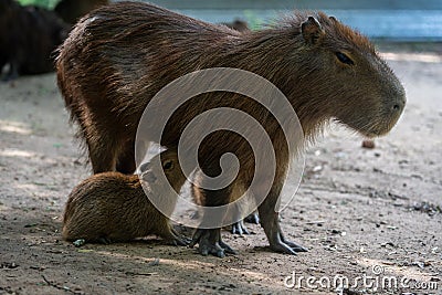 Capybara, capybara or "capybara", American rodent in a natural state nursing its young Stock Photo
