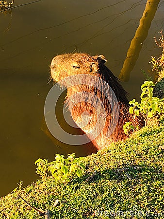 Biggest roddent in the world - Capybara Stock Photo