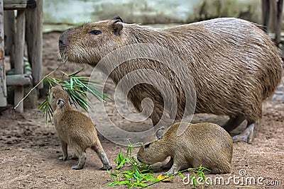 Capybara with cubs Stock Photo