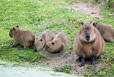 Capybara family, mother and her four cubs Stock Photo