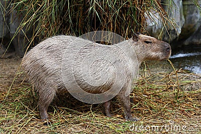 The Capybara giant rat is cute animal in garden Stock Photo