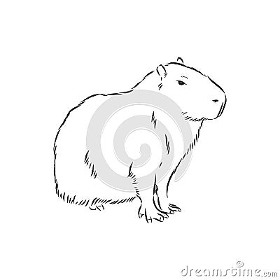 Capybara hand drawing. Animals of South America series. Vintage engraving style. Vector illustration art. Black and white. Object Cartoon Illustration