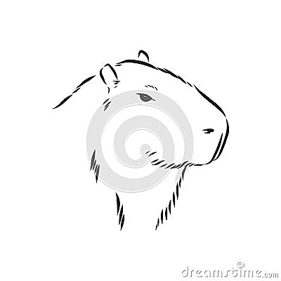 Capybara hand drawing. Animals of South America series. Vintage engraving style. Vector illustration art. Black and white. Object Cartoon Illustration