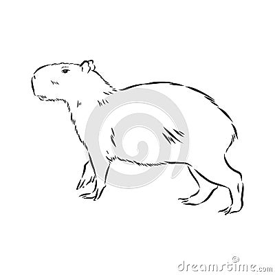 Capybara hand drawing. Animals of South America series. Vintage engraving style. Vector illustration art. Black and white. Object Cartoon Illustration