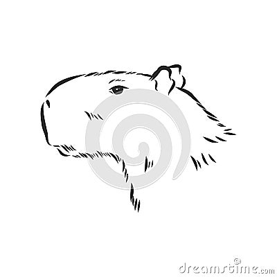 Capybara hand drawing. Animals of South America series. Vintage engraving style. Vector illustration art. Black and white. Object Cartoon Illustration