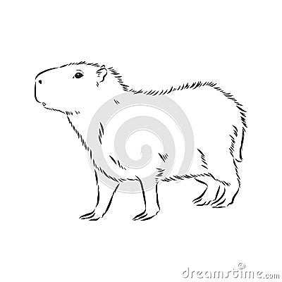 Capybara hand drawing. Animals of South America series. Vintage engraving style. Vector illustration art. Black and white. Object Cartoon Illustration