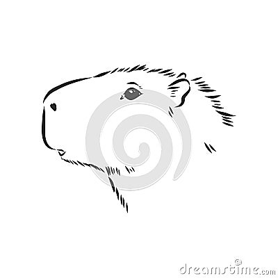 Capybara hand drawing. Animals of South America series. Vintage engraving style. Vector illustration art. Black and white. Object Cartoon Illustration