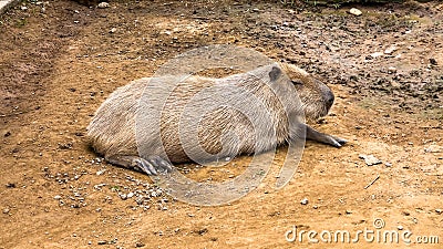 The Capybara hid on the ground Stock Photo