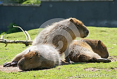 Capybara / Hydrochoerus hydrochaeris Stock Photo