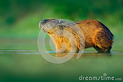 Capybara, Hydrochoerus hydrochaeris, Biggest mouse in water with evening light during sunset, Pantanal, Brazil. Wildlife scene fro Stock Photo