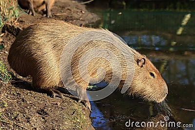 The capybara Hydrochoerus hydrochaeris Stock Photo