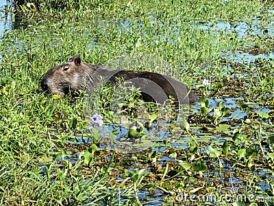 Capybara (Hydrochoerus hydrochaeris) Stock Photo