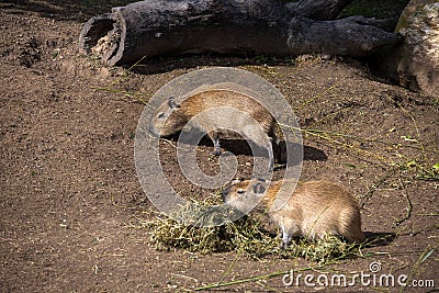 Two baby Capybaras (Hydrochoerus hydrochaeris) Stock Photo