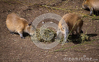 Two baby Capybaras (Hydrochoerus hydrochaeris) Stock Photo