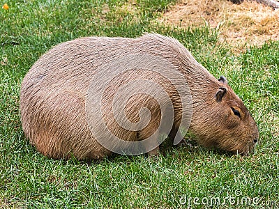 Capybara hydrochoerus hydrochaeris walking on the grass Stock Photo