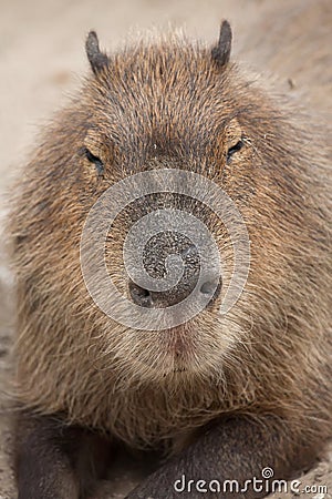 Capybara Hydrochoerus hydrochaeris. Stock Photo