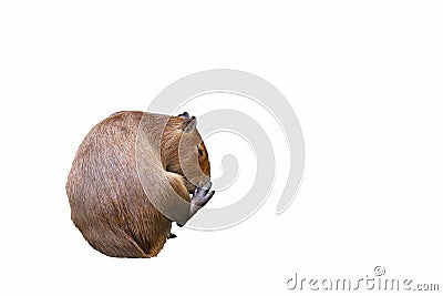 Capybara isolated on white background. Stock Photo