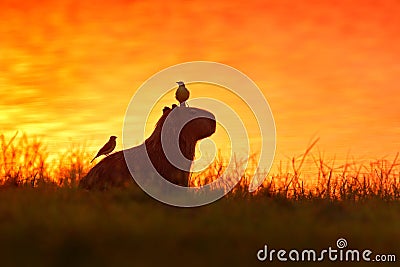 Capybara in the lake water with bird. The biggest mouse around the world, Capybara, Hydrochoerus hydrochaeris, with evening light Stock Photo