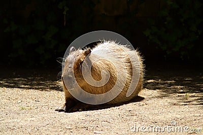 The capybara is the largest living rodent Stock Photo