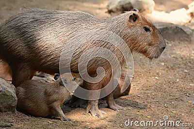 Capybara patiently suckles his baby Stock Photo