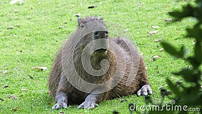 Capybara lying Belfast zoo Northern Ireland Editorial Stock Photo