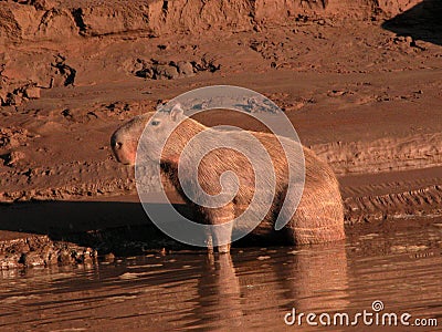 Capybara in morning light Stock Photo