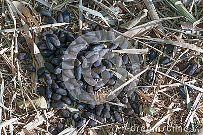 Capybara poop on dry grass. Stock Photo