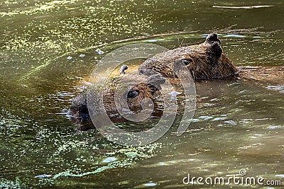 Capybara swims with another through the water Stock Photo