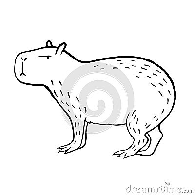Capybara. Vector linear illustration of a capybara. Doodle style animal drawing Cartoon Illustration