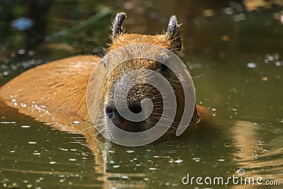 Capybara was immersed in water, escaping the heat and looking for food Stock Photo