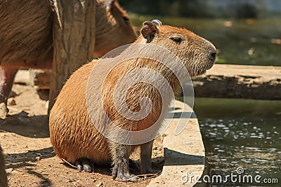 Capybara was immersed in water, escaping the heat and looking for food Stock Photo