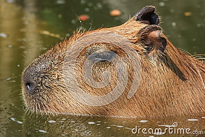 Capybara was immersed in water, escaping the heat and looking for food Stock Photo