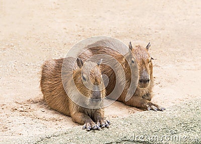 Capybaras hydrochoerus hydrochaeris Stock Photo