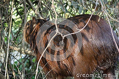 Capybaras, Hydrochoerus hydrochaeris, in the Pantanal region of Brazil Stock Photo