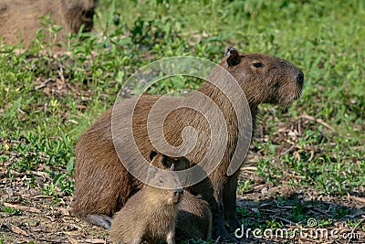 Capybaras, Hydrochoerus hydrochaeris, in the Pantanal region of Brazil Stock Photo