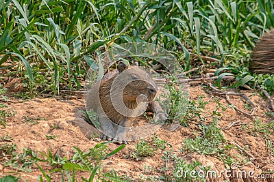 Capybaras, Hydrochoerus hydrochaeris, in the Pantanal region of Brazil Stock Photo