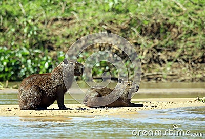 Capybaras on River Bank Stock Photo