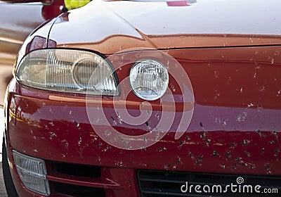 Car Covered by Bugs Stock Photo