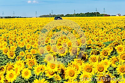 car in field of a blossoming sunflower Stock Photo